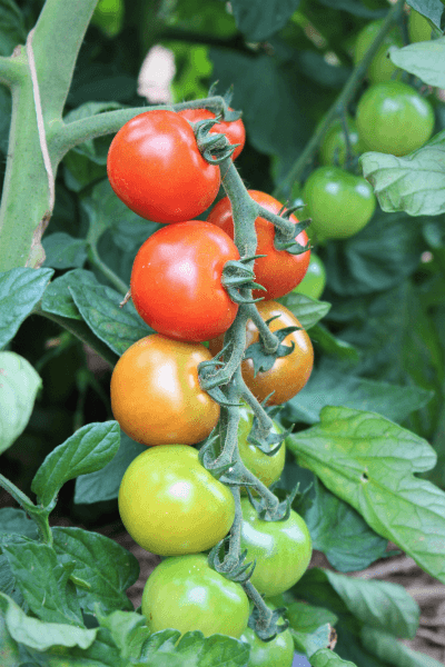 IMG_4624 Tomaten