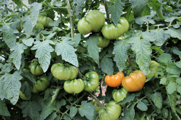 IMG_4627 Fleischtomaten