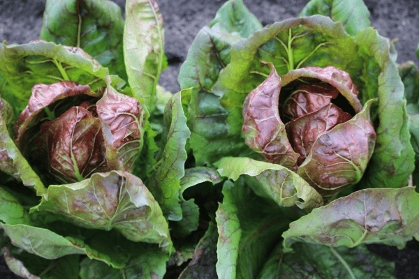 IMG_4658 Radicchio Grünkorb Bio Radiccio