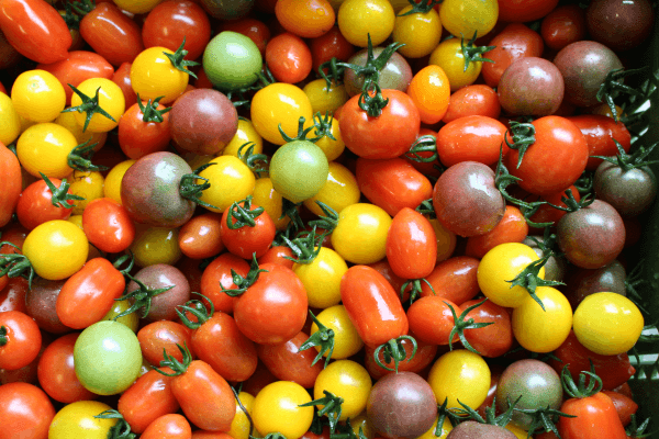 IMG_4662_Tomaten