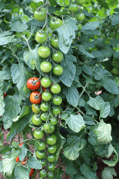 IMG_4674_Tomaten