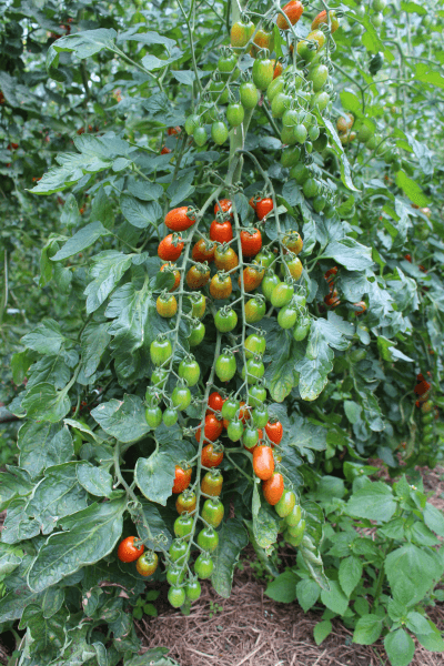 IMG_4682 Tomaten